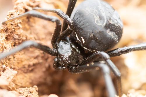 Latrodectus tredecimguttatus